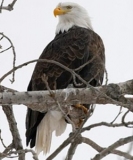 Bald Eagle 30-43 in.